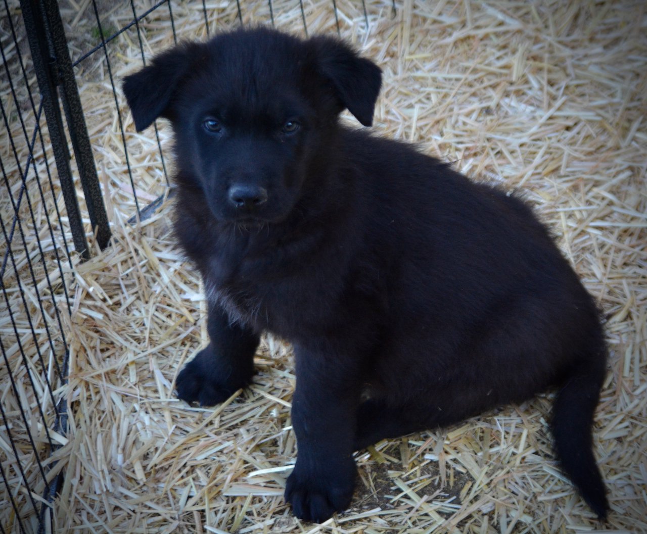 Candy Crush - 7 weeks old - Mr Toffee