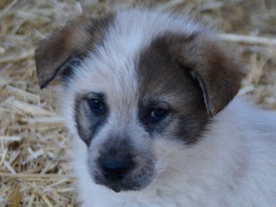 Candy Crush - 7 weeks old - Lollipop Meadow2