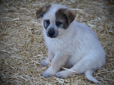 Candy Crush - 7 weeks old - Lollipop Meadow2