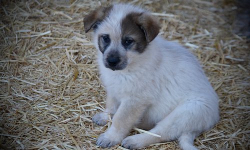 Candy Crush - 7 weeks old - Lollipop Meadow2