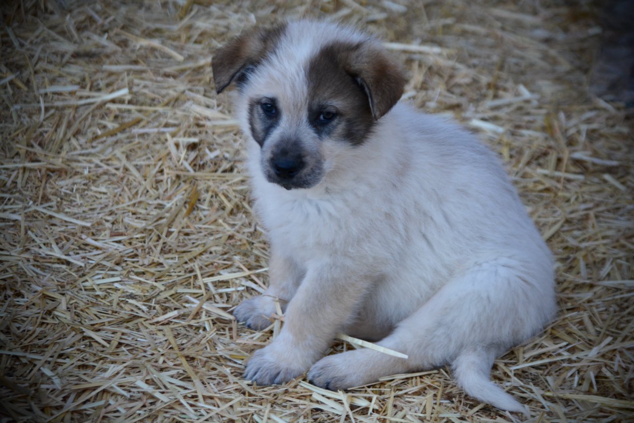 Candy Crush - 7 weeks old - Lollipop Meadow2