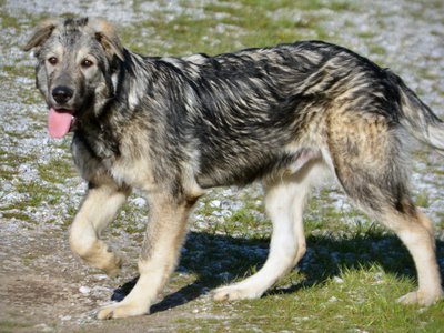 Jupiter - 5 months old -