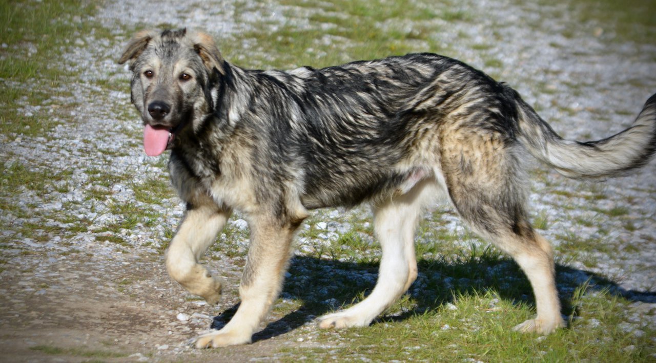 Jupiter - 5 months old -