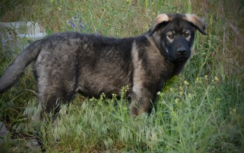 Dublin - 4 months old - standing in grass field