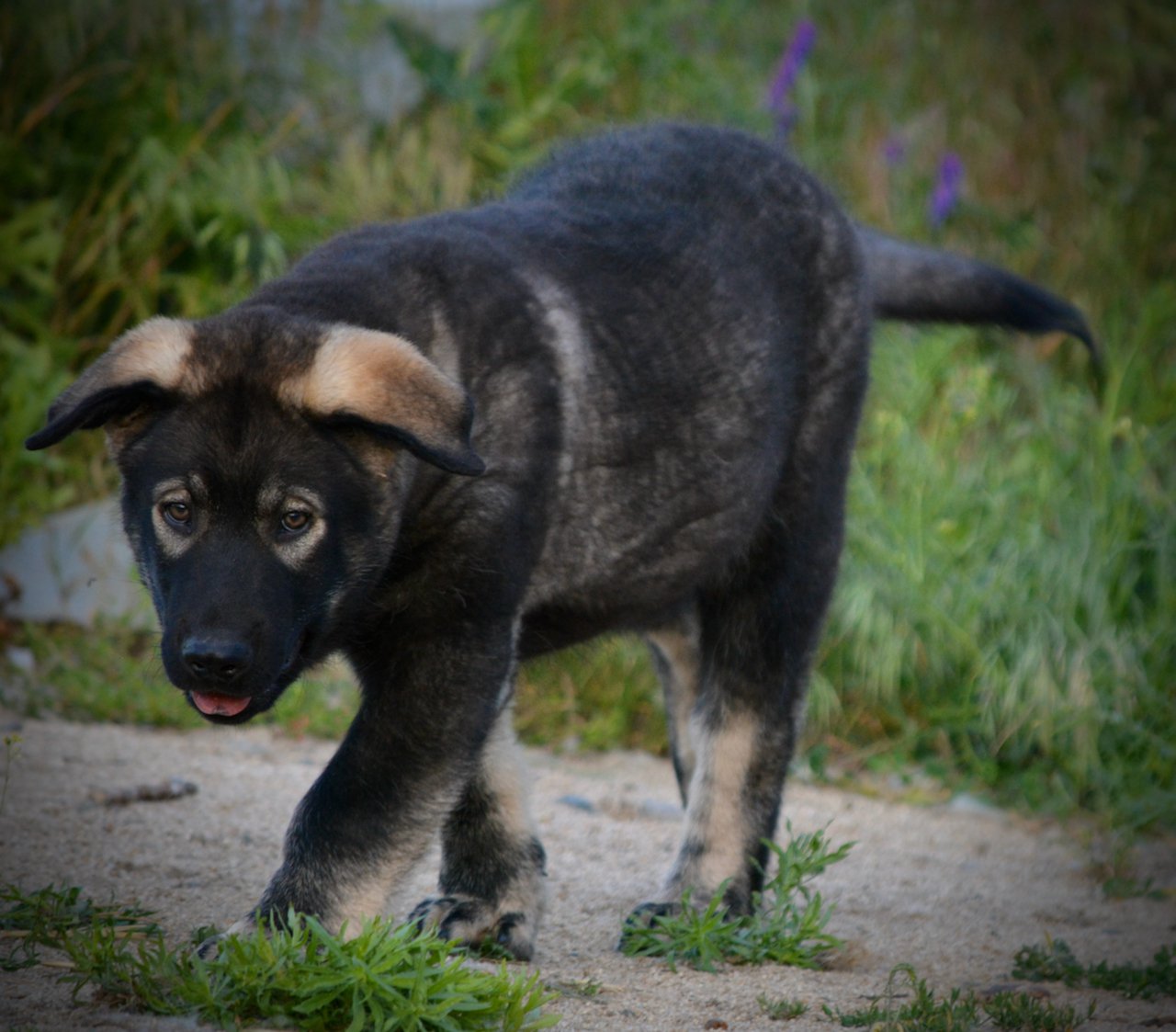 Is anyone doing this for any other breed? | Dire Wolf Project