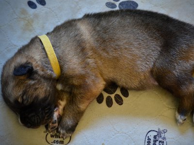 Balrog - 1.5 weeks old - Laying down - sleeping