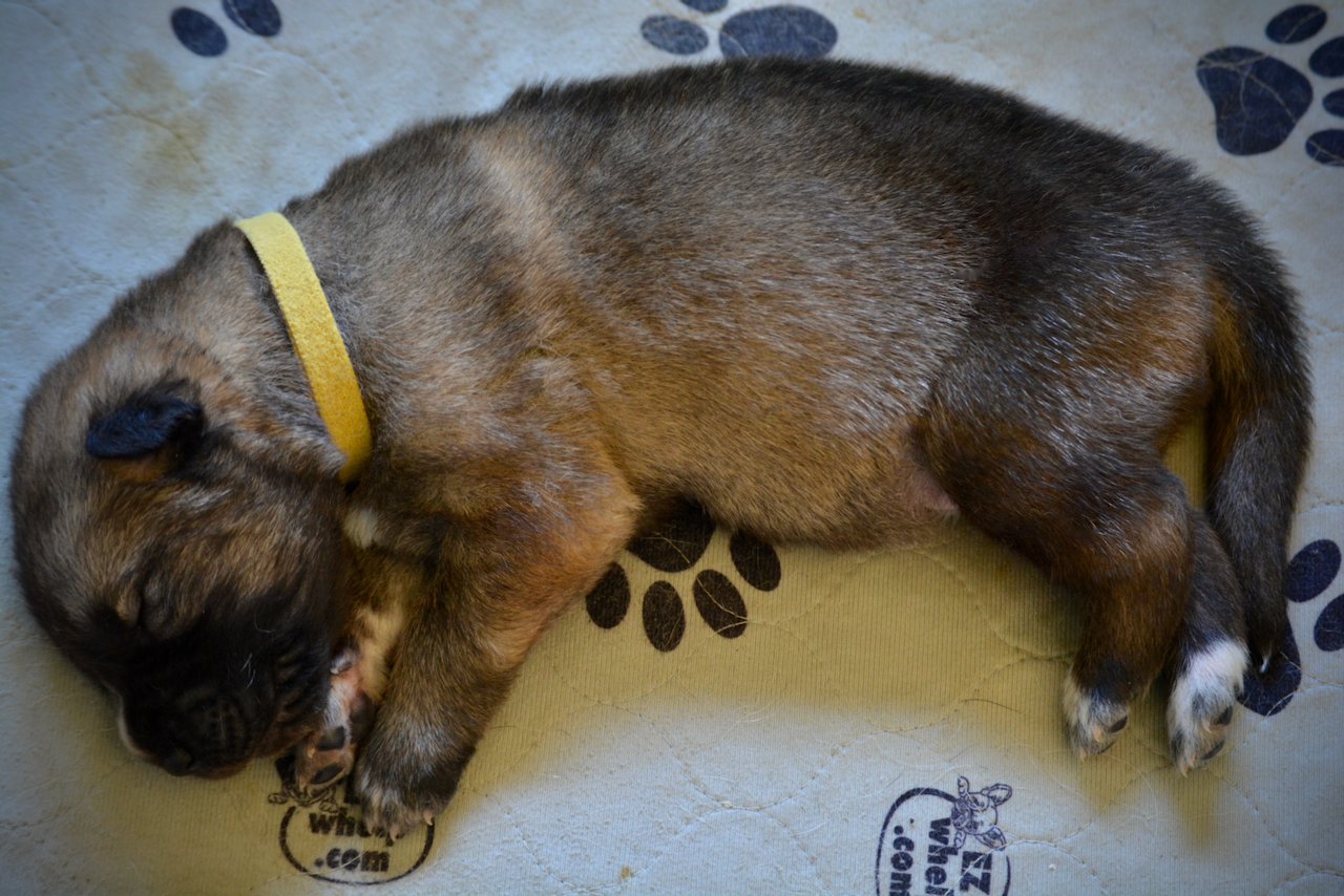 Balrog - 1.5 weeks old - Laying down - sleeping