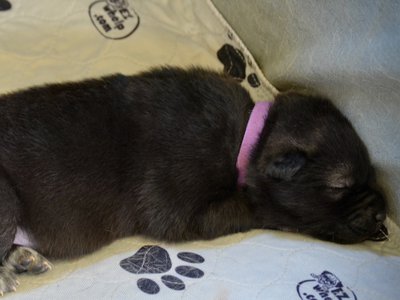 Minilla - 1.5 weeks old - laying down - sleeping