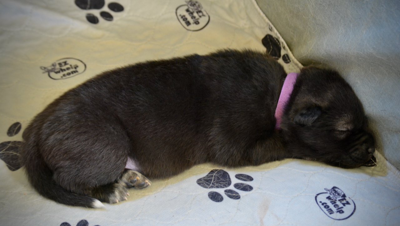 Minilla - 1.5 weeks old - laying down - sleeping