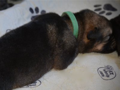 King Kong - 1.5 weeks old - laying down - sleeping