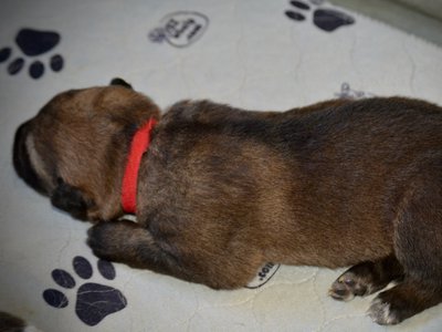 Gamera - 1.5 weeks old - laying down - sleeping - top view