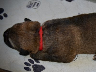 Gamera - 1.5 weeks old - laying down - sleeping