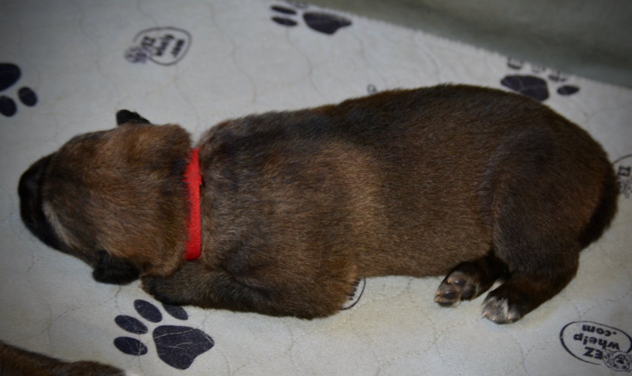 Gamera - 1.5 weeks old - laying down - sleeping