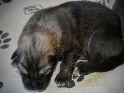 Ghidorah - 1.5 weeks old - laying down - top view