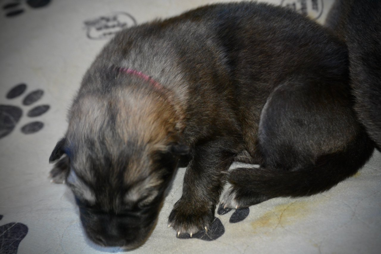 Ghidorah - 1.5 weeks old - laying down - top view