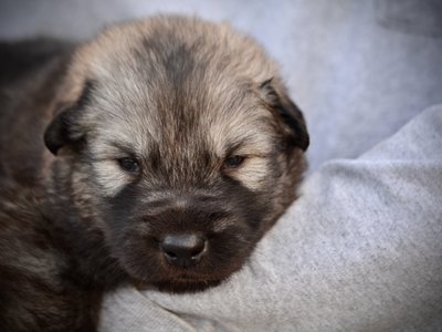 Creature - 3 weeks old - head shot