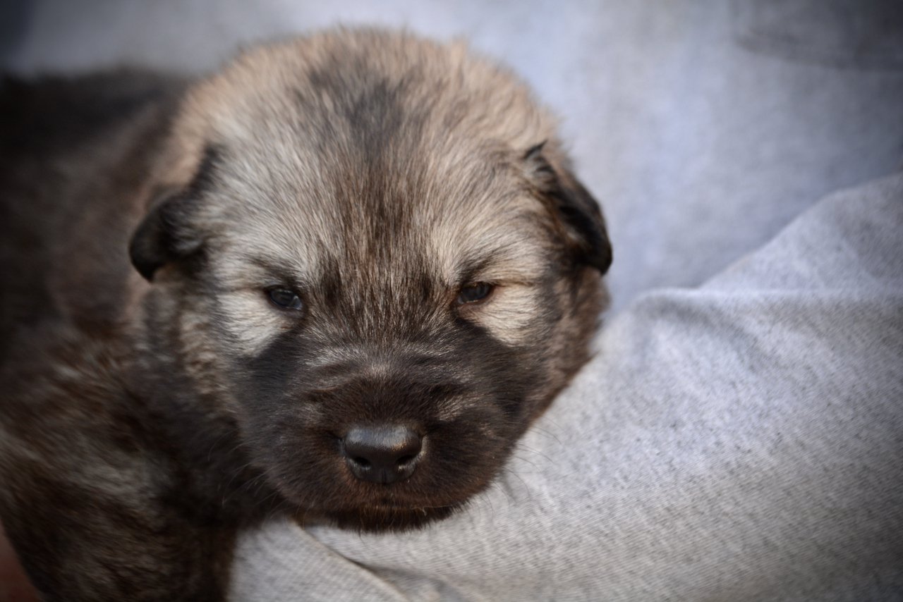 Creature - 3 weeks old - head shot