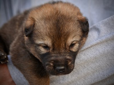 Gamera - 3 weeks old - head shot