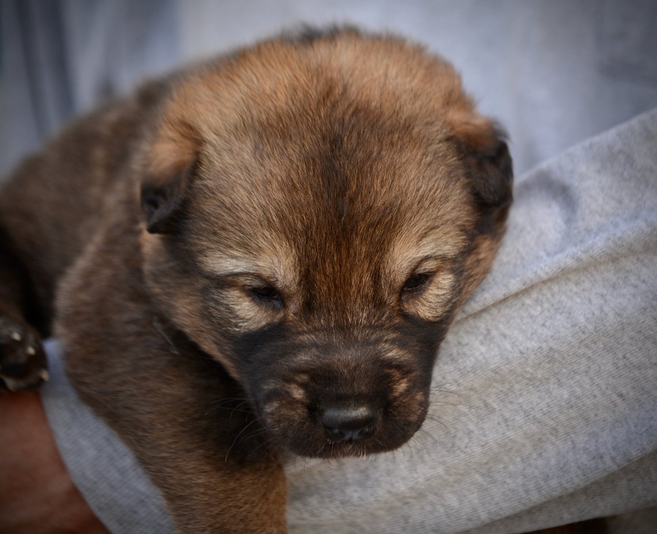 Gamera - 3 weeks old - head shot