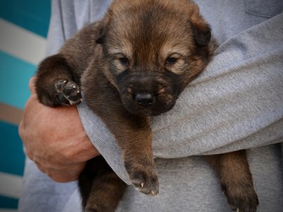 Gamera - 3 weeks old - body