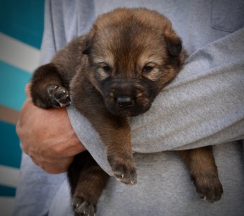 Gamera - 3 weeks old - body