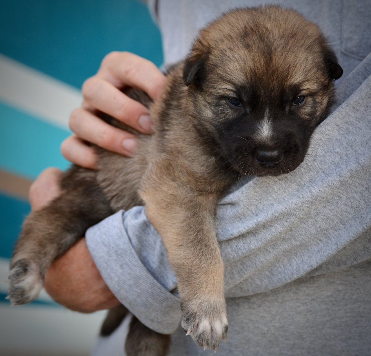 Balrog - 3 weeks old - body shot