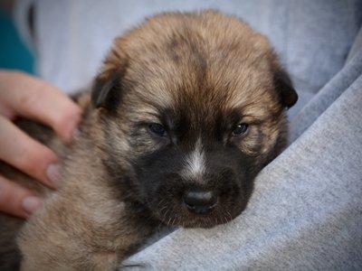 Balrog - 3 weeks old - head shot