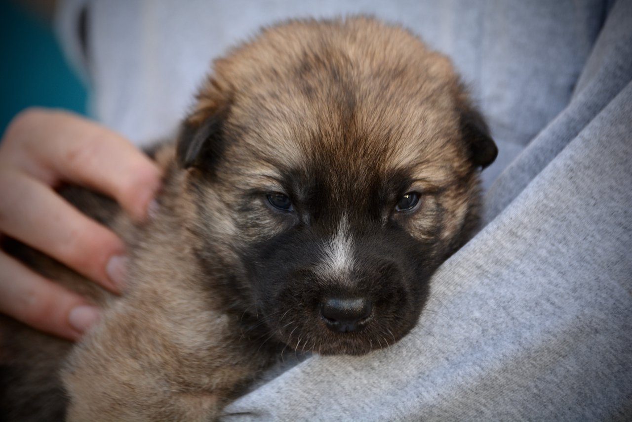 Balrog - 3 weeks old - head shot