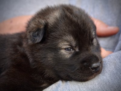 Minilla - 3 weeks old - head shot