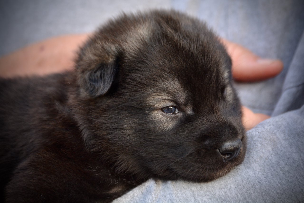 Minilla - 3 weeks old - head shot