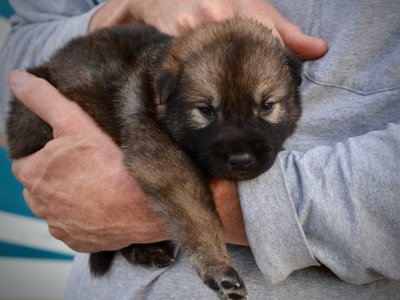 Mothra - 3 weeks old - body shot