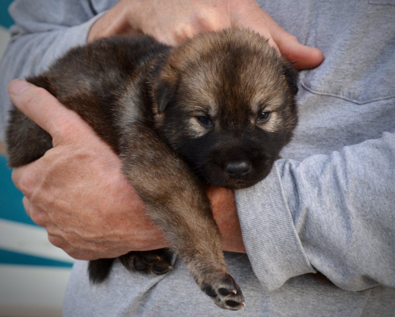 Mothra - 3 weeks old - body shot