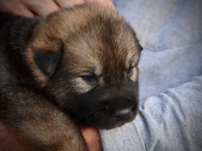 Mothra - 3 weeks old - head shot