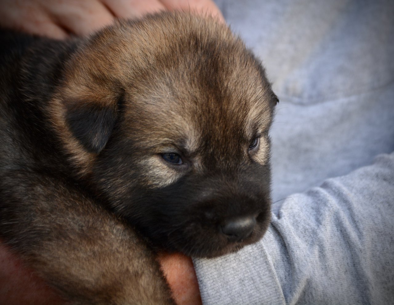 Mothra - 3 weeks old - head shot