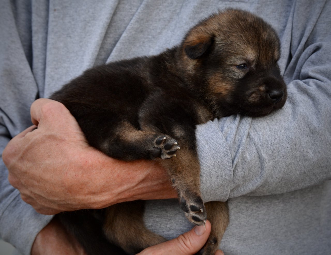 King Kong - 3 weeks old - body shot 1