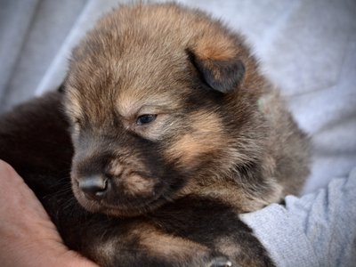 King Kong - 3 weeks old - head shot1