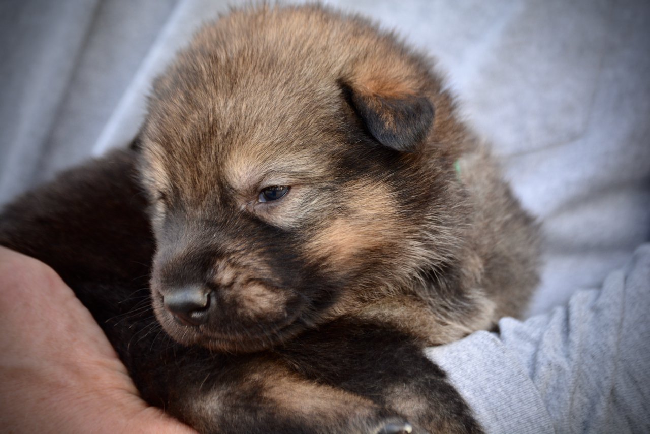 King Kong - 3 weeks old - head shot1