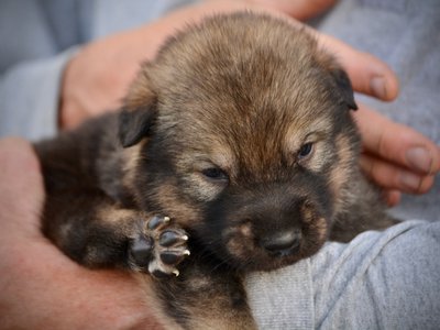 King Kong - 3 weeks old - head shot2