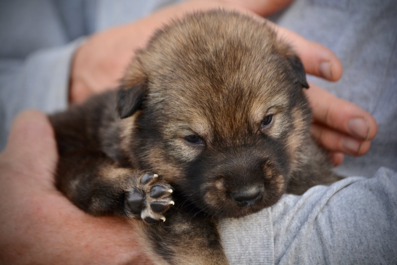 King Kong - 3 weeks old - head shot2