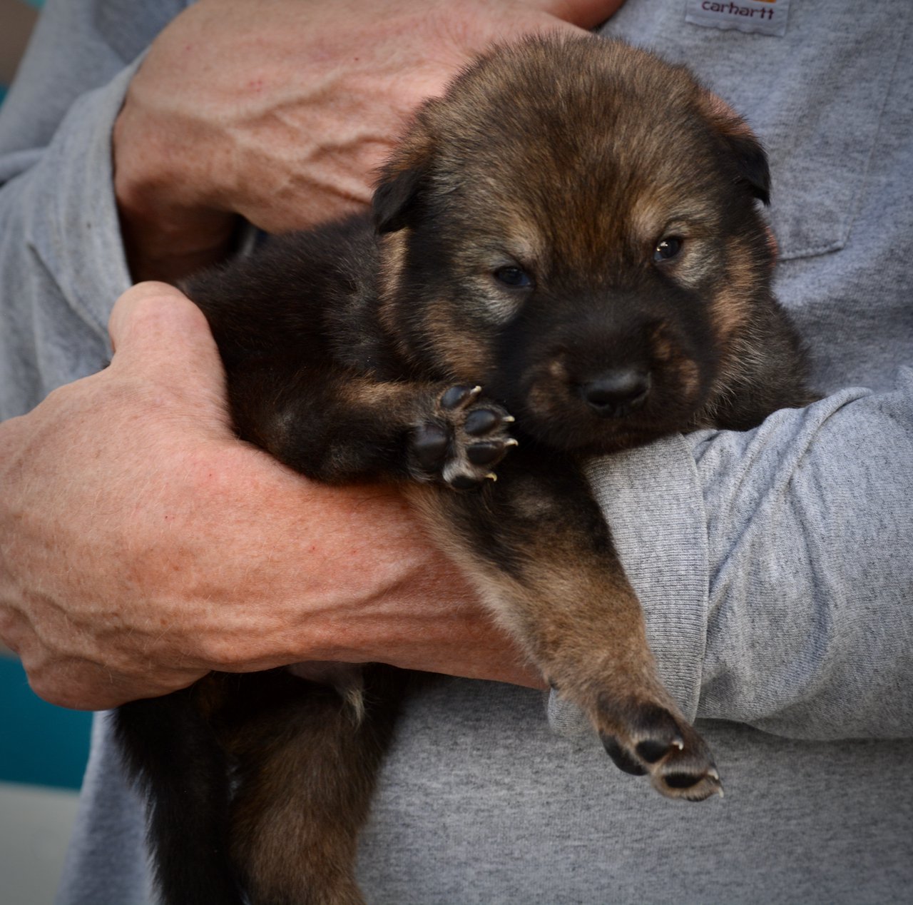 King Kong - 3 weeks old - body shot 2