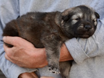 Ghidorah - 3 weeks old - body shot