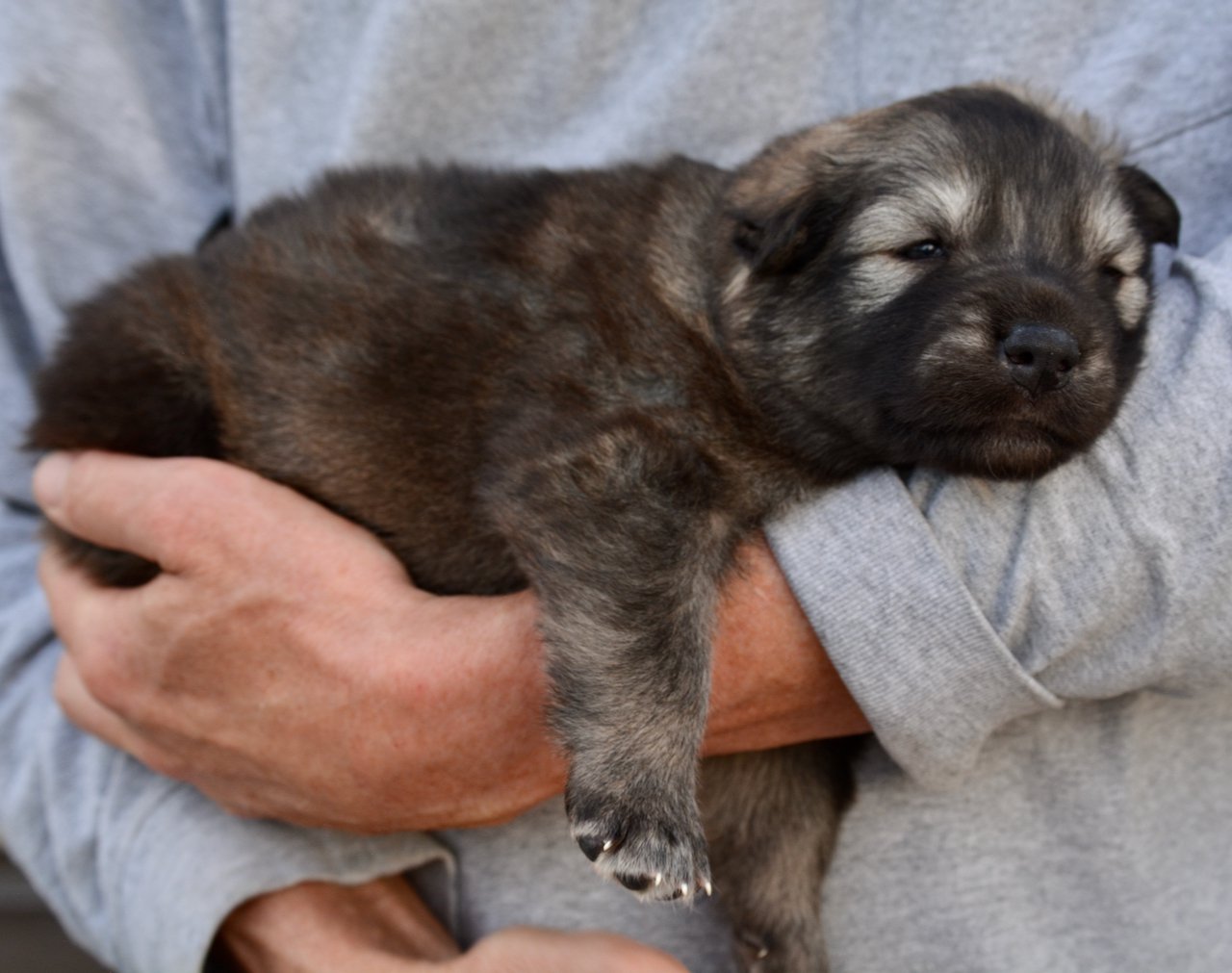 Ghidorah - 3 weeks old - body shot