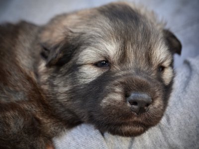 Ghidorah - 3 weeks old - head shot