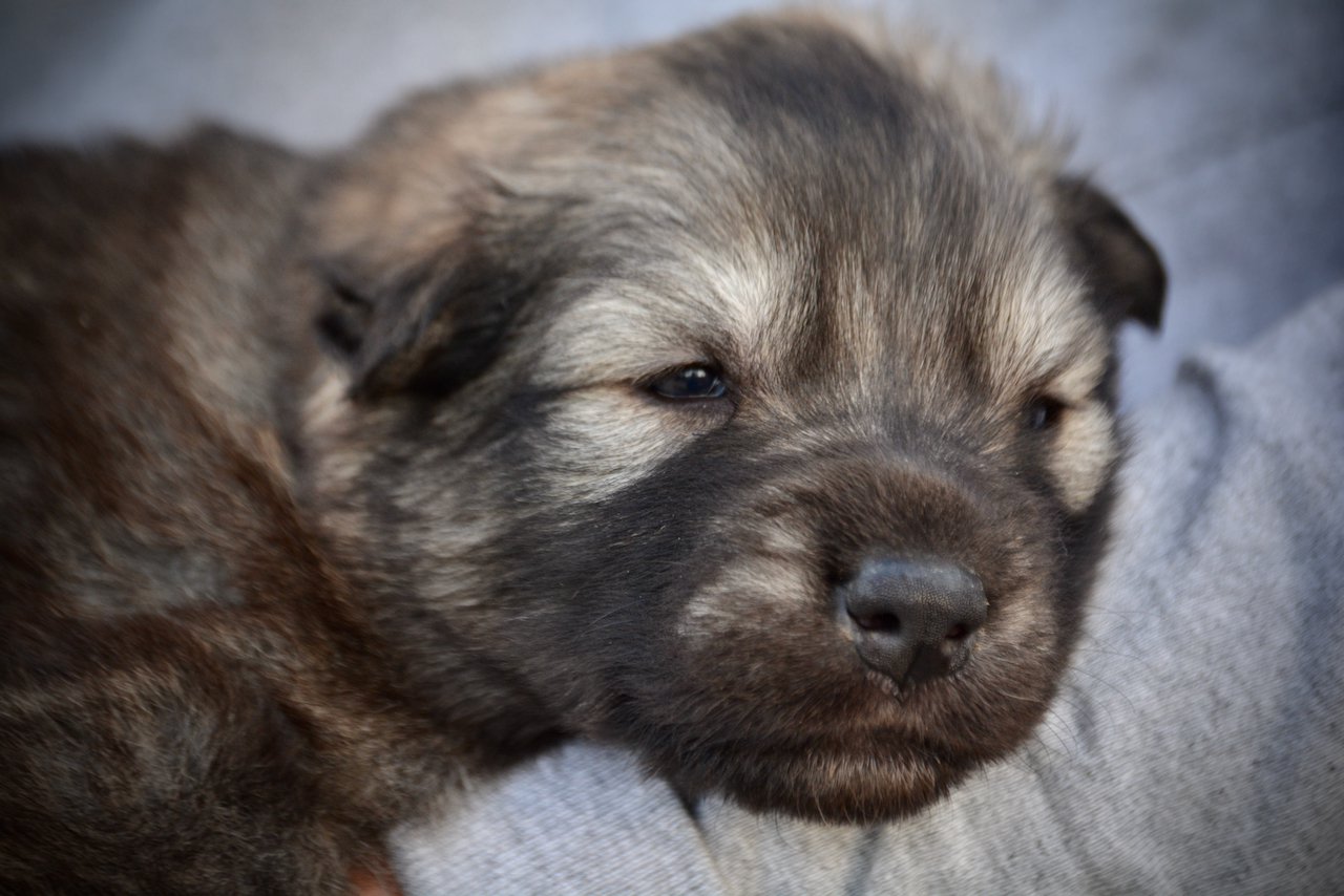 Ghidorah - 3 weeks old - head shot