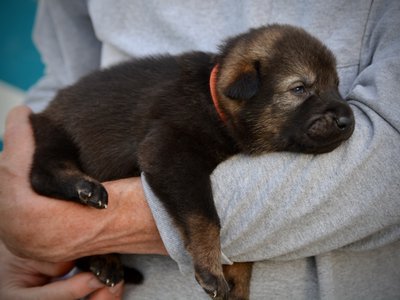 Rodan - 3 weeks old - body shot