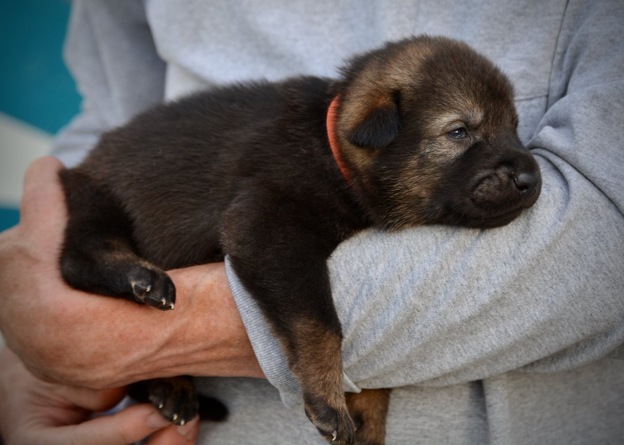 Rodan - 3 weeks old - body shot