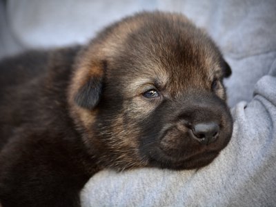 Rodan - 3 weeks old - head shot