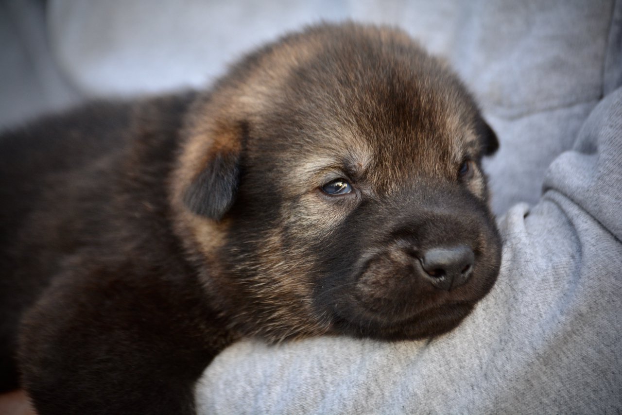 Rodan - 3 weeks old - head shot