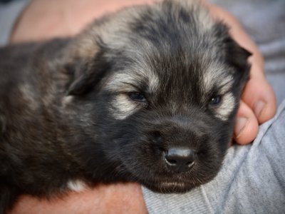 Godzilla - 3 weeks old - head shot