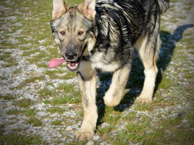 Neptune - 5 months old - ears up